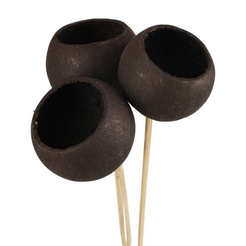 Article Fleurs séchées coupelles décoratives en cloche sur tige noir 44cm 3 pcs