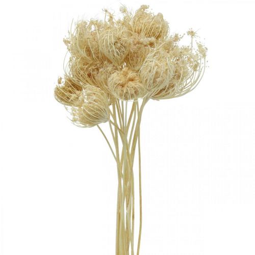 Floristik24 Bouquet blanchi de fenouil de fleurs séchées