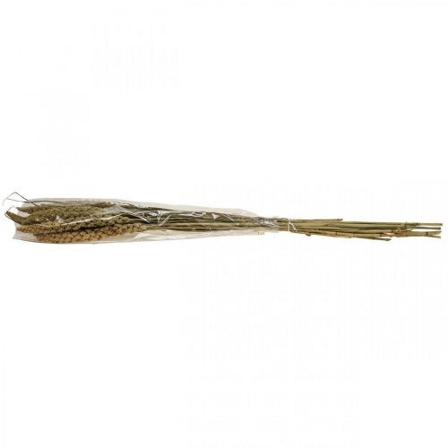 Floristik24 Fleurs séchées grain de millet déco floristique sèche 65cm 100g