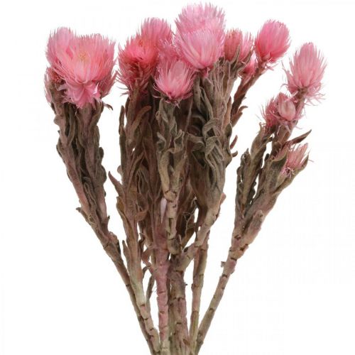 Floristik24 Fleurs séchées Cap fleurs Fleurs paille rose Fleurs sèches H30cm