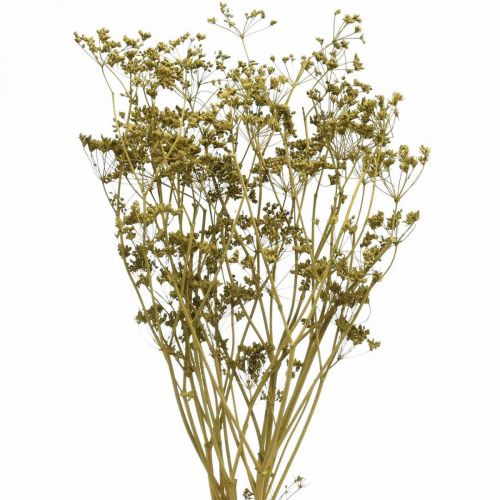 Bouquet de 55cm de fleurs séchées véritable carvi vert décoration avec 5pcs
