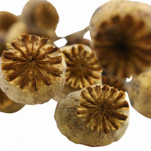 Floristik24 Fleur séchée coquelicot capsule jaune papaver déco coquelicot 75g
