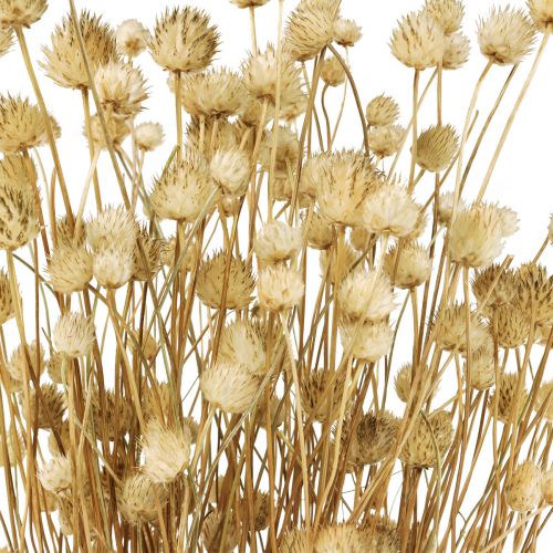 Floristik24 Fleurs séchées chardon sec naturel chardon fraise 60cm 100g