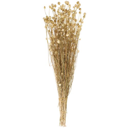 Floristik24 Fleurs séchées chardon sec naturel chardon fraise 60cm 100g