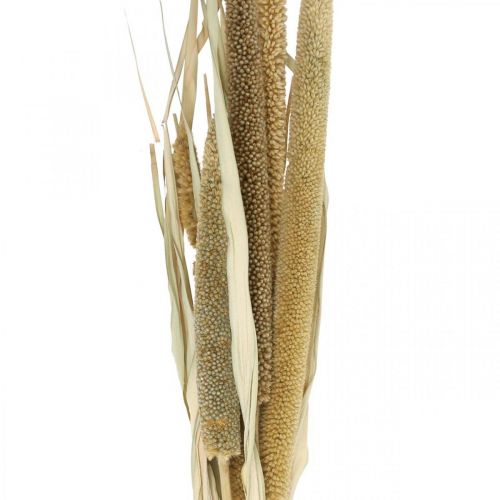 Article Fleuristerie sèche Céréales Botte d'épis de millet séchés 45cm