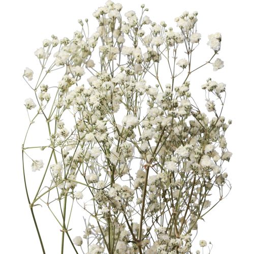 Floristik24 Fleurs séchées Gypsophila Gypsophila Blanche 58cm 7g