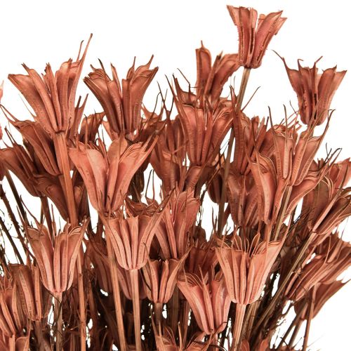 Article Fleurs séchées cumin noir décor rouge brun Nigelle 40cm 100g