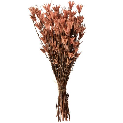 Article Fleurs séchées cumin noir décor rouge brun Nigelle 40cm 100g