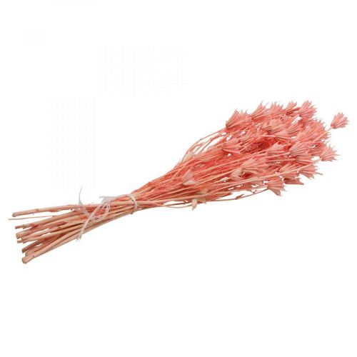 Article Fleurs séchées cumin noir Nigelle séchée vieux rose 100g