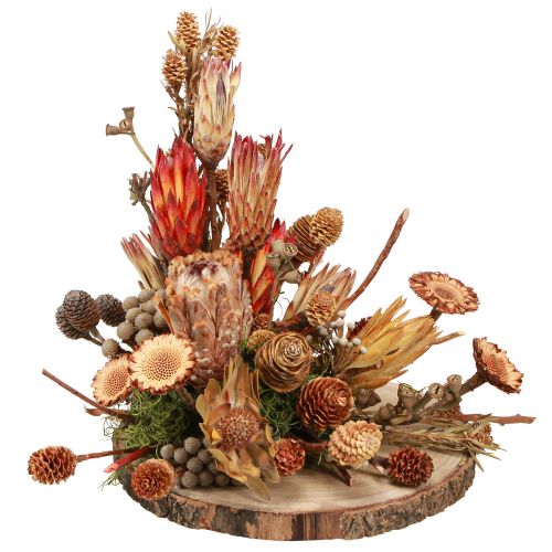 Floristik24 Cônes protéa exotiques décoration sèche Bellgum L24–48cm 580g