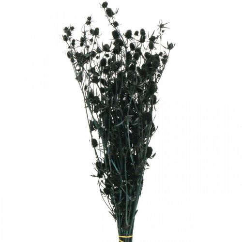 Chardon sec Chardon aux fraises noires Fleurs séchées 100g