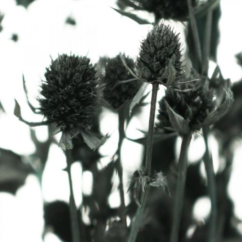 Floristik24 Chardon sec Chardon aux fraises noires Fleurs séchées 100g