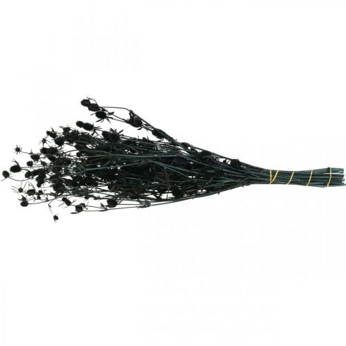 Floristik24 Chardon sec Chardon aux fraises noires Fleurs séchées 100g