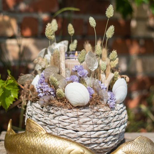 Floristik24 Herbes séchées Phalaris séchées nature floristique sèche 55cm 80g