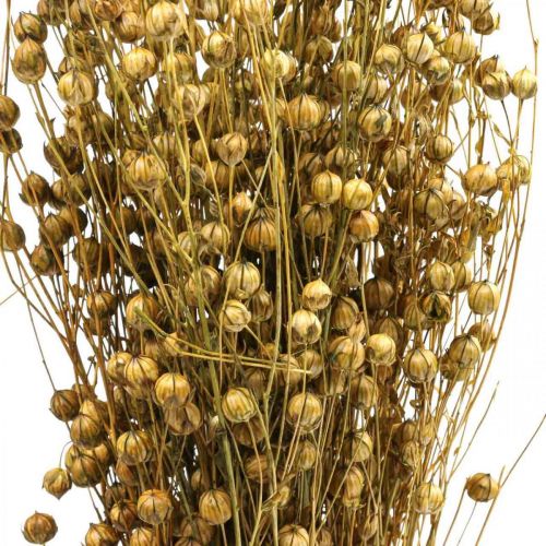 Floristik24 Herbe Séchée Lin Séché Vert Olive H50–55cm 80g