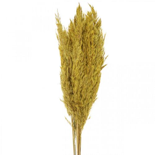 Floristik24 Décoration de carex d&#39;herbe sèche jaune séché 70cm 10 pcs