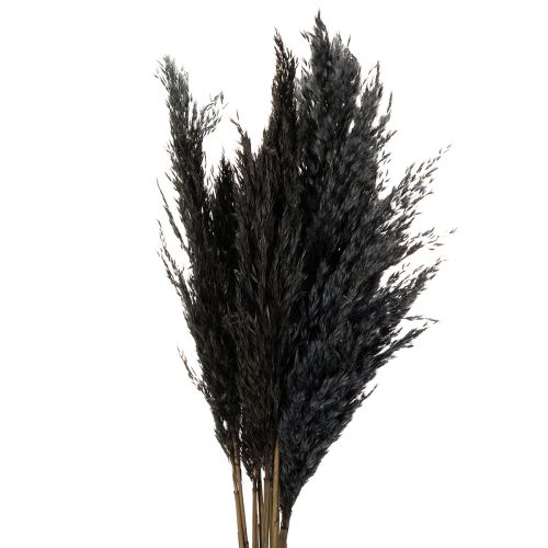 Floristik24 Herbe sèche, roseau, noir, 70 cm, tendance décorative, lot de 10
