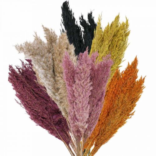 Carex d'herbe sèche séché diverses couleurs 70cm 10 pcs