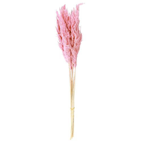 Article Herbe séchée Roseau Herbe décorative séchée Rose 70 cm 10 pièces