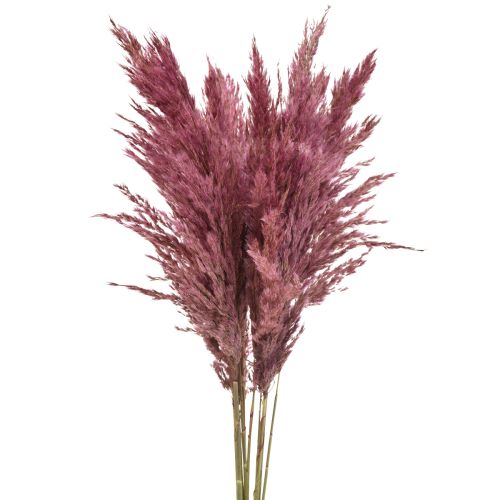 Floristik24 Herbe sèche carex herbe décorative séchée vieux rose 75cm 10 pièces