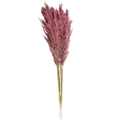 Roseau séché, herbe décorative