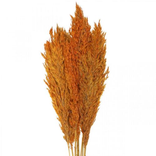 Floristik24 Carex d&#39;herbe sèche herbe décorative séchée orange 70cm 10 pcs