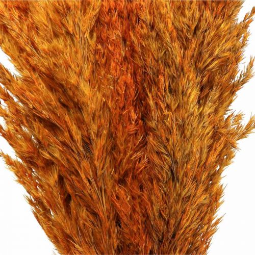 Article Herbe séchée, carex, séchée, herbe déco, orange, 70 cm, 10 pièces