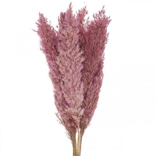 Floristik24 Herbe séchée Carex herbe décorative séchée rose 70cm 10 pièces