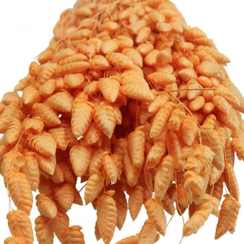 Floristik24 Bouquet sec d&#39;herbe tremblante Abricot Briza herbe ornementale 55cm 50g