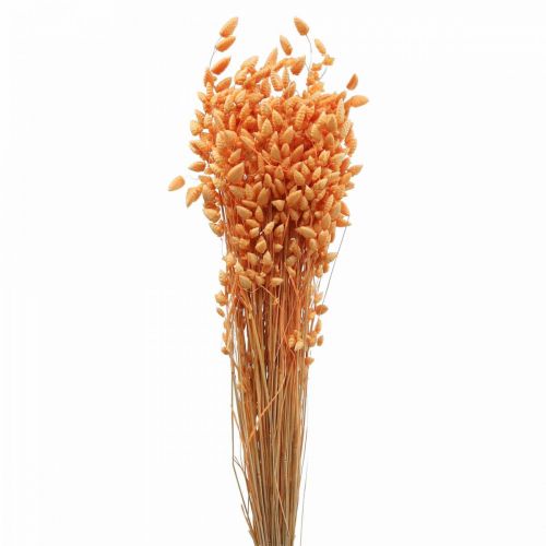 Bouquet sec d&#39;herbe tremblante Abricot Briza herbe ornementale 55cm 50g