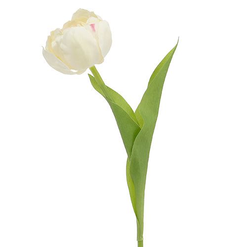 Floristik24 Tulipe crème 37cm 6pcs