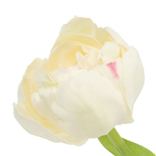 Floristik24 Tulipe crème 37cm 6pcs