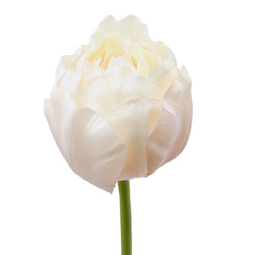 Floristik24 Tulipe blanc-rose 86cm 3pcs