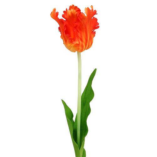 Floristik24 Tulipe orange 70 cm