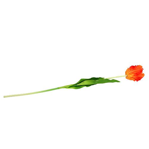 Floristik24 Tulipe orange 70 cm