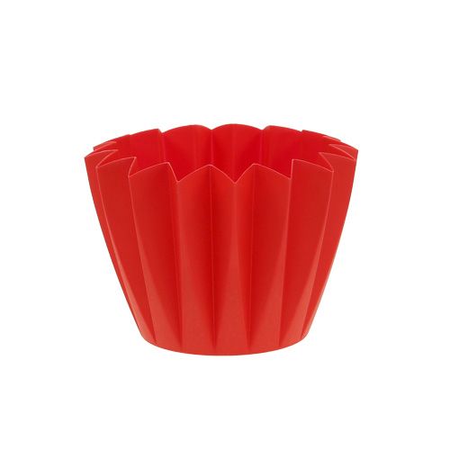Floristik24 Pot Adonis Rouge 11cm 20 pcs