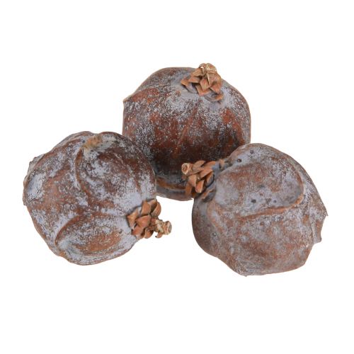 Floristik24 Cônes de genévrier Genévrier syrien naturel Ø1,5–2,5cm 1kg