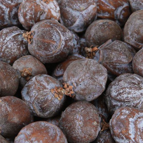 Floristik24 Cônes de genévrier Genévrier syrien naturel Ø1,5–2,5cm 1kg