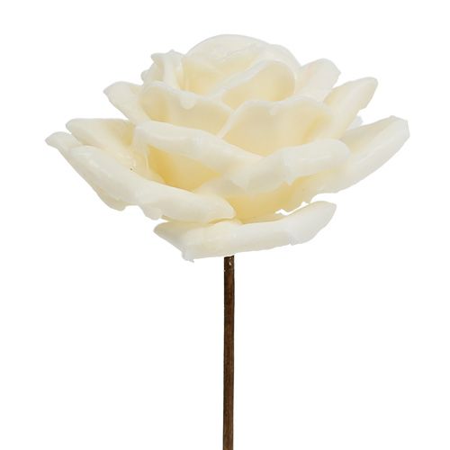 Floristik24 Cire rose Ø10cm crème 6pcs