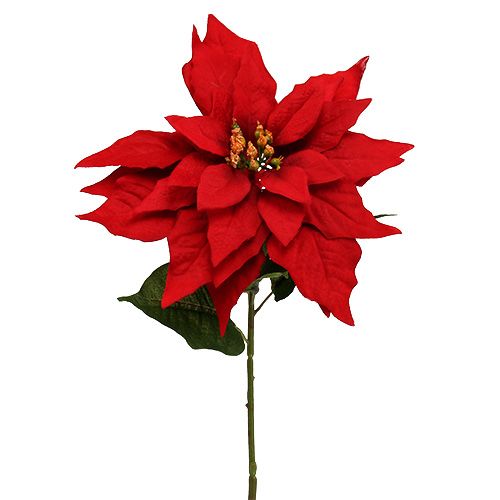 Floristik24 Étoile de Noël rouge 57cm 1p