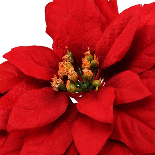 Floristik24 Étoile de Noël rouge 57cm 1p