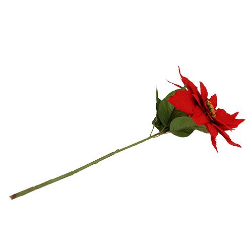 Floristik24 Étoile de Noël rouge 57cm 1p