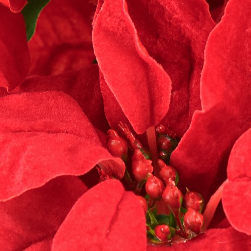Article Poinsettia artificiel rouge 5 fleurs 40 cm