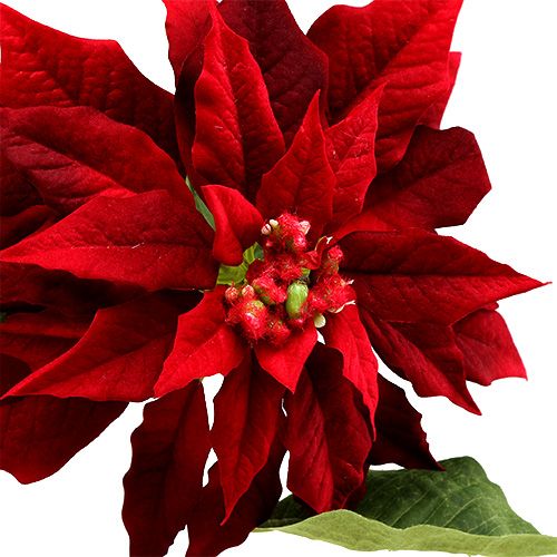 Floristik24 Etoile de Noël rouge 70cm