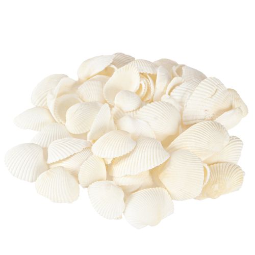 Floristik24 Coquillages blancs décoratifs 2-3,5 cm 300 g × 2 pièces