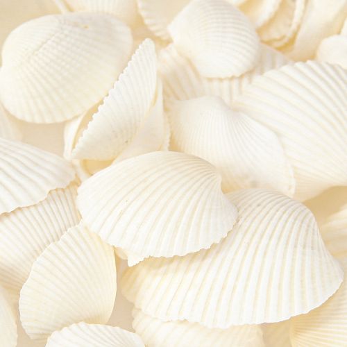 Floristik24 Coquillages blancs décoratifs 2-3,5 cm 300 g × 2 pièces