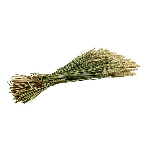 Article Bouquet de blé naturel déco blé 1 bouquet 150g