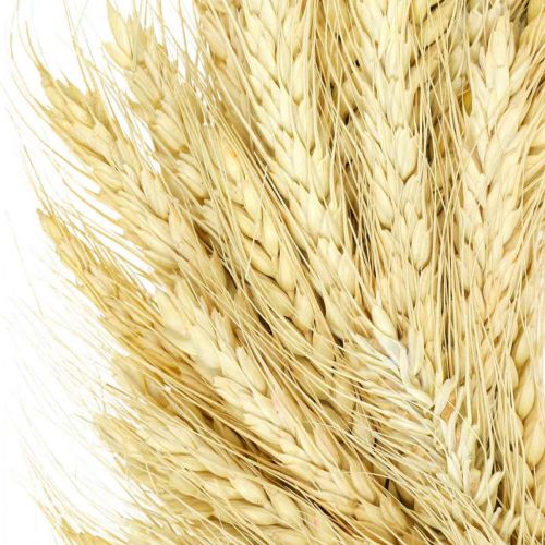 Article Couronne naturelle, couronne de blé, couronne de blé, couronne de grain 37cm