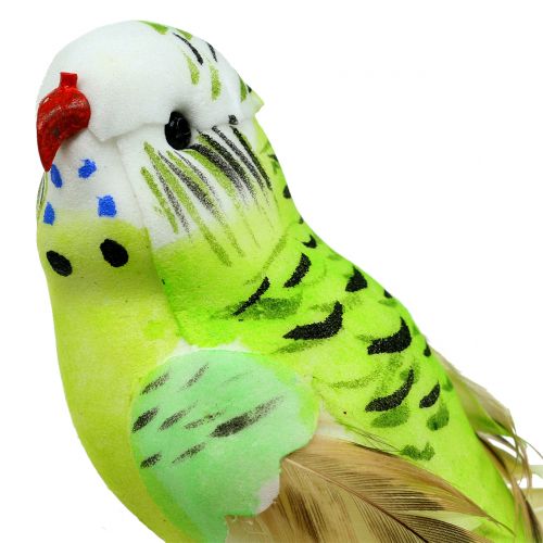 Floristik24 Perruche sur clip vert 13cm 6pcs