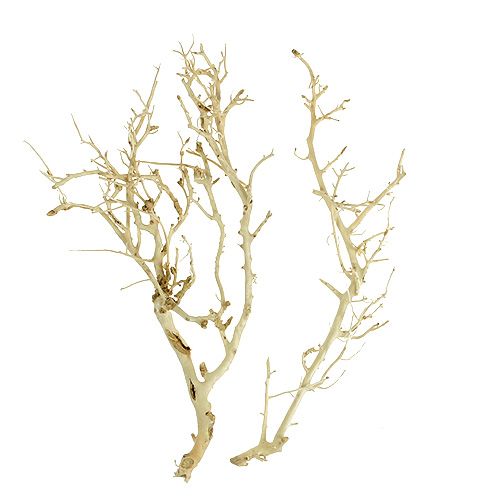 Floristik24 Buisson Blanc blanchi 5 pcs
